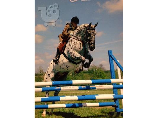 PoulaTo: 10 chronón Kfps Reg Friesian Mare